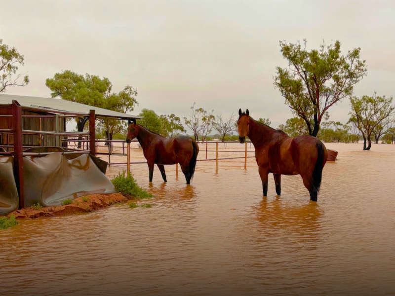 Western Queensland Floods 2025 - Horses in floodwater