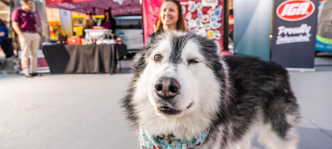 Get Ready Queensland Week celebrations with dog