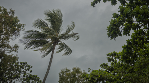 Coconut tree in windy conditions from Holloways Beach in Cairns