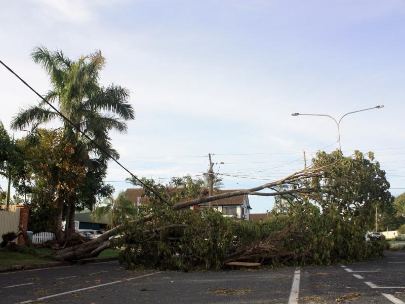 Tree down across road